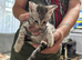 Savannah kittens for sale