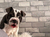 English bulldog female puppy