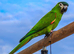 I want a bird after after being scammed