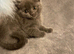 Kittens
