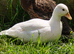 White Call Ducks