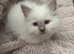 Stunning gccf lilac ragdoll boy big and chunky