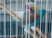 Cordon Bleu Blue Cap