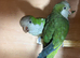 Breeding pair of Quakers