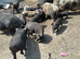 FREE selection of Kune Kune x piglets
