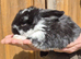 Friendly French Lop