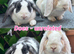 Young Mini Plysh Lops available. Hypoallergenic fur.