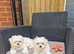 Maltese puppy