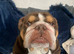 6 year old male English bulldog
