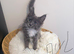 Maine coons