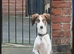 Suzuki Father & Son Pair – Beautiful, Friendly, Active Dogs