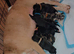 Black and White Cryptic Merle Cane Corso x Alapaha Blue Blood Bulldog Puppies