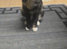 3 beautiful kittens for sale