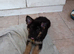 2 young german shepherds looking for new postcodes