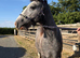 TGCA yearling Cob Colt to make 13hh