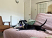 Female whippet puppy