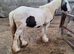 Mini cob colt