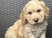F1 cockapoo puppies