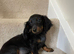 Long haired mini dachshund puppy