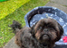 Male shih tzu