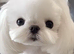Micro korean maltese stud