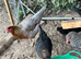 Coloured laying hybrid hens