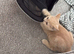British shorthair make