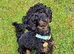Beautiful Toy poodle puppies.