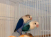 Violet and blue split fallow pair available