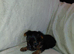 YORKSHIRE TERRIER PUPPIES WITH INDIVIDUAL VET HEALTH CERTIFICATE