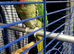 Female Alexandrine parrot