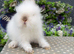 Stunning purebred lionheads available now
