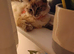 Seal Linx Ragdoll Female for sale.