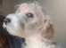 Urgent!! LAST PUP Fully vaccinated Cockapoo x Jack Russell