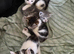 5 Kittens For Sale - Ready 14th may