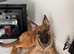 GSD x Belgian Malinois