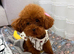 1.2 kg poodle for sale