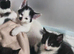 female kittens ready