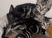 9 weeks old male kittens x3
