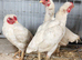3 miniature ko shamo hens