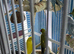 Indian ringneek parrots