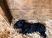 Beautiful working line Labrador puppies