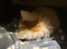 Turkish van kitten