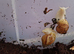 Giant African Land Snails