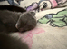 4 beautiful kittens