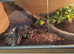 Standard Ball python