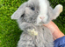 Mini lop mixed sex's