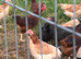 LF Wheaton Maran and cuckoo Maran pullets for sale