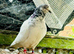 White Pakistani Highflyer