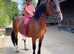 Welsh sec d ride and drive